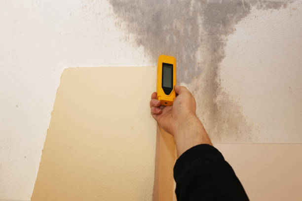 Best Forensic Mold Investigation  in Baldwin Park, CA