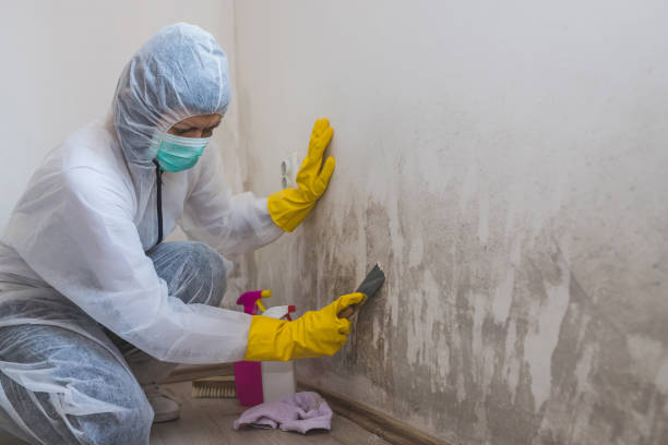 Best Mold Odor Removal Services  in Baldwin Park, CA