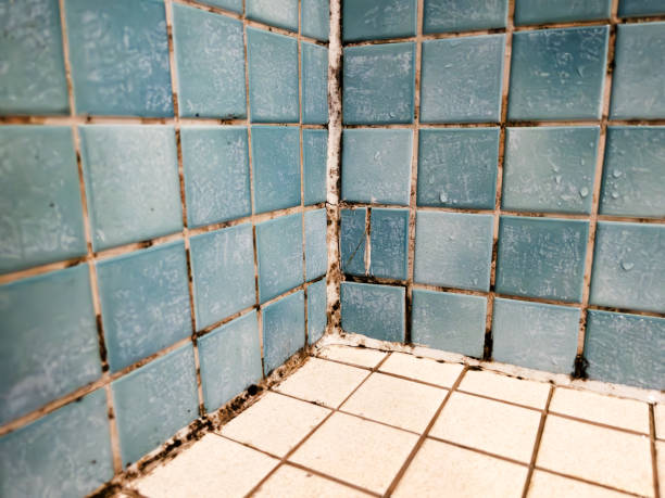  Baldwin Park, CA Mold Removal Pros
