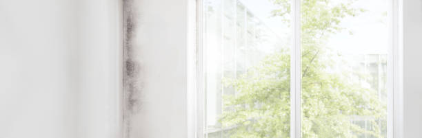 Best Black Mold Removal  in Baldwin Park, CA