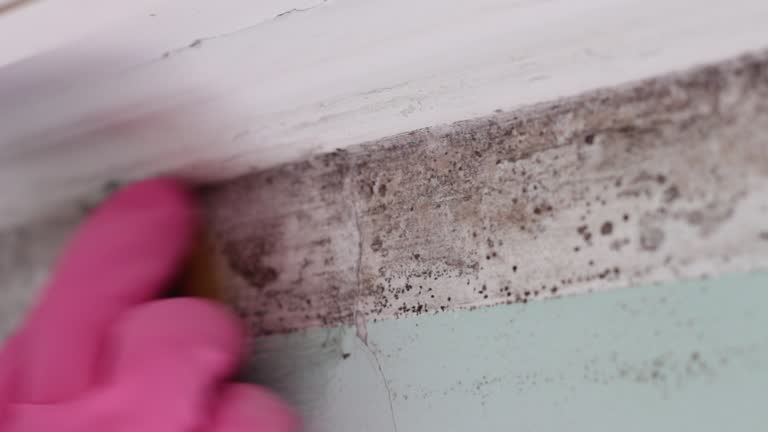 Best Water Damage & Mold Remediation  in Baldwin Park, CA